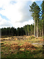 Tall trees surrounding a clearing in Horsford Woods in NR10 4DE