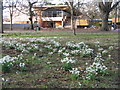 Snowdrops at the Royal Botanic Garden Edinburgh in EH3 5NZ