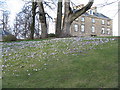 Crocuses at Inverleith House in EH3 5NZ