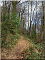 Path, Dartington Hill Plantation in TQ9 5JT