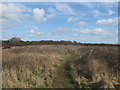 Footpath on Coney Hill in Maxton & Elms Vale Ward