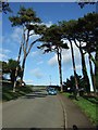 Ilsham Marine Drive with pine trees in TQ1 2PJ