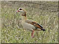 Egyptian Goose in PE33 0FB