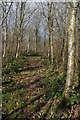 Footpath through Lady Coppice in HR2 0QB