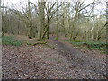 Footpath in Markskates Common in BN8 4BU