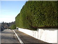 A bumper garden hedge in AB31 4EG