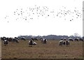Sheep and rooks on Seighford Airfield in ST18 9PL