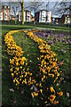 Crocuses in The Park, Gloucester in GL1 4UQ