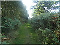 Footpath in Black Heath Forest near Snape in IP17 1NS