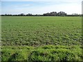 Arable land west of the Hermitage in Thirn
