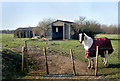 RAF Shellingford Remnant (And Horse) in SN7 8HX