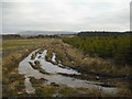 Edge of conifer plantation in EH55 8RQ