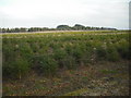 Young conifers in EH55 8RQ