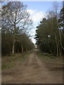 Uddens Plantation, forestry road in BH21 7QD