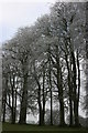 Frosted beech trees near Cricket St Thomas in TA20 4BX