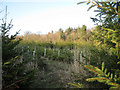 Mixed conifers, Austy Wood in B95 6DF