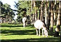 Ponies in the glade in IP28 6TH