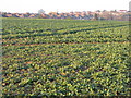 Oilseed rape at Whiston in S60 4LS