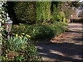 Daffodils on Ashtead Lane in GU7 1ST
