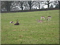 Fallow deer in Wollaton Park in NG8 2NP