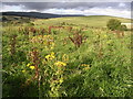 Meadow Flowers in Acre Valley in G64 4ED