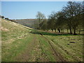 Chalklands Way towards Shortlands Plantation in YO42 1YN