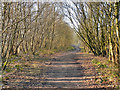 Wooded Path and Cycle Track in Boothstown & Ellenbrook Ward