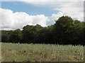 Bottom Copse in RG17 7BD
