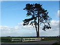 Tree on a fenland cross roads in PE11 3NE