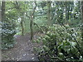 Damaged tree in Crompton Hall woods in OL2 8BG