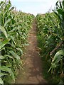 Footpath through the maize towards Treen in TR19 6LF