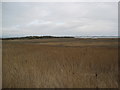 Creepshaw Marsh, Walney Island in LA14 3YG
