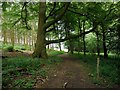 Old track through plantation at Broomy Hill in NE15 0DB