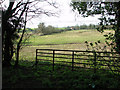 Pasture south of Furze Hill, Tharston in NR15 2YL