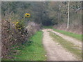 Track to Holdhurst Farm in Cranleigh West Ward
