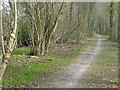 Coppicing on Lion's Lane in Cranleigh West Ward