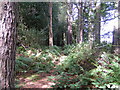 Footpath in Greatgate Wood in ST10 4HF