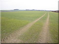 Large field, near Kilton in TA5 1PZ