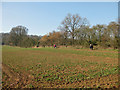 Walkers along the field edge, late winter in HR9 7SD