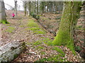 Moss, Appleslade Inclosure in BH24 3LQ