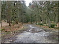 Track, Appleslade Inclosure in BH24 3LQ