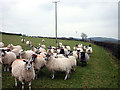 Hungry ewes, Higher Rowell in LA7 7LU