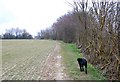 The Essex Way 105 - leaving Great Tey in Great Tey