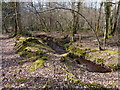 Bending Trees and Stream, Oakers Wood in DT2 8QZ