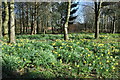 Wild daffodils near Anthony's Cross in GL18 1JX