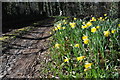 Wild daffodils, Taynton in GL18 1JX