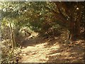 Path on Reigate Hill in RH2 9PF