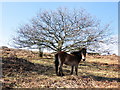 Pony, on the hillside, east of Beacon Batch in BS40 7TY
