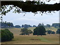 Halfmoon Furze, Petworth Park in GU28 9LT