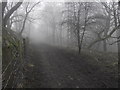 Foggy woodland in SK17 9NP